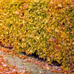 Willemse France Arbres Et Arbustes | - Hêtre commun - le pot / 2l / hauteur livrée 60-80cm, vendu par lot de 2