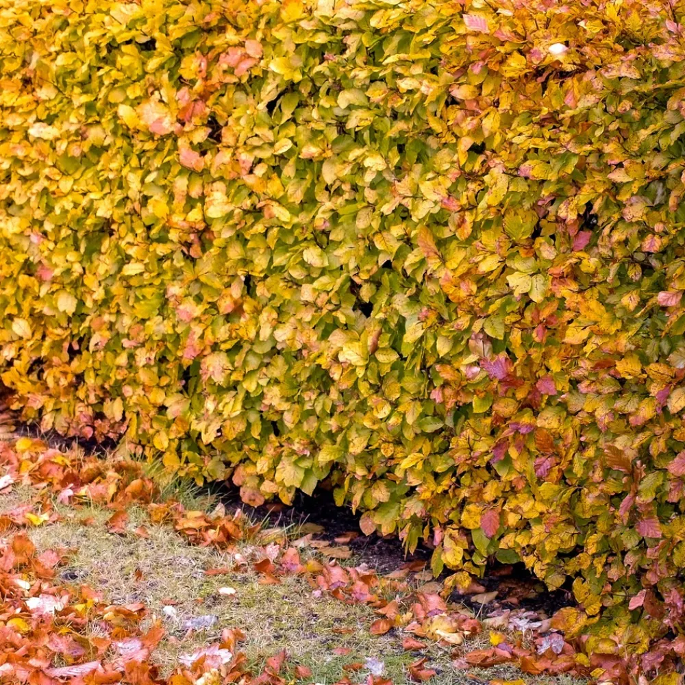 Willemse France Arbres Et Arbustes | - Hêtre commun - le pot / 2l / hauteur livrée 60-80cm, vendu par lot de 2