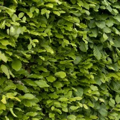 Willemse France Arbres Et Arbustes | - Hêtre commun - le pot / 2l / hauteur livrée 60-80cm, vendu par lot de 2