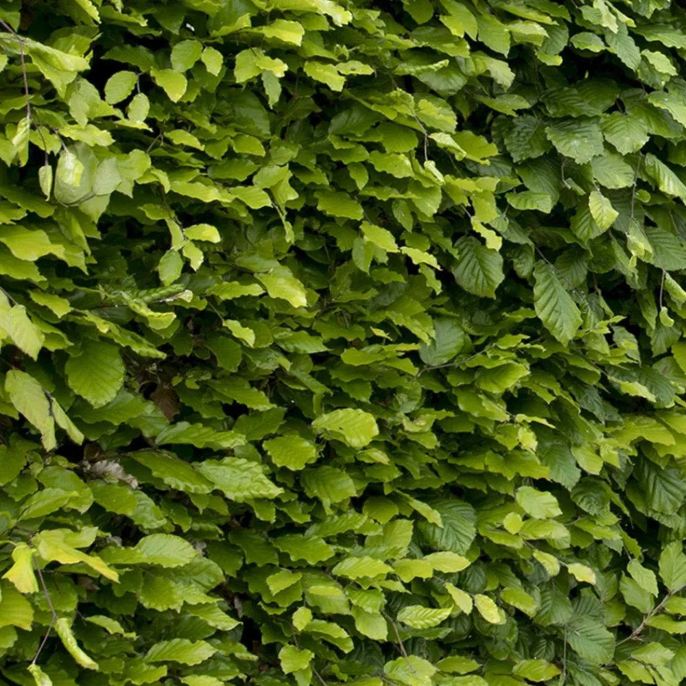 Willemse France Arbres Et Arbustes | - Hêtre commun - le pot / 2l / hauteur livrée 60-80cm, vendu par lot de 2