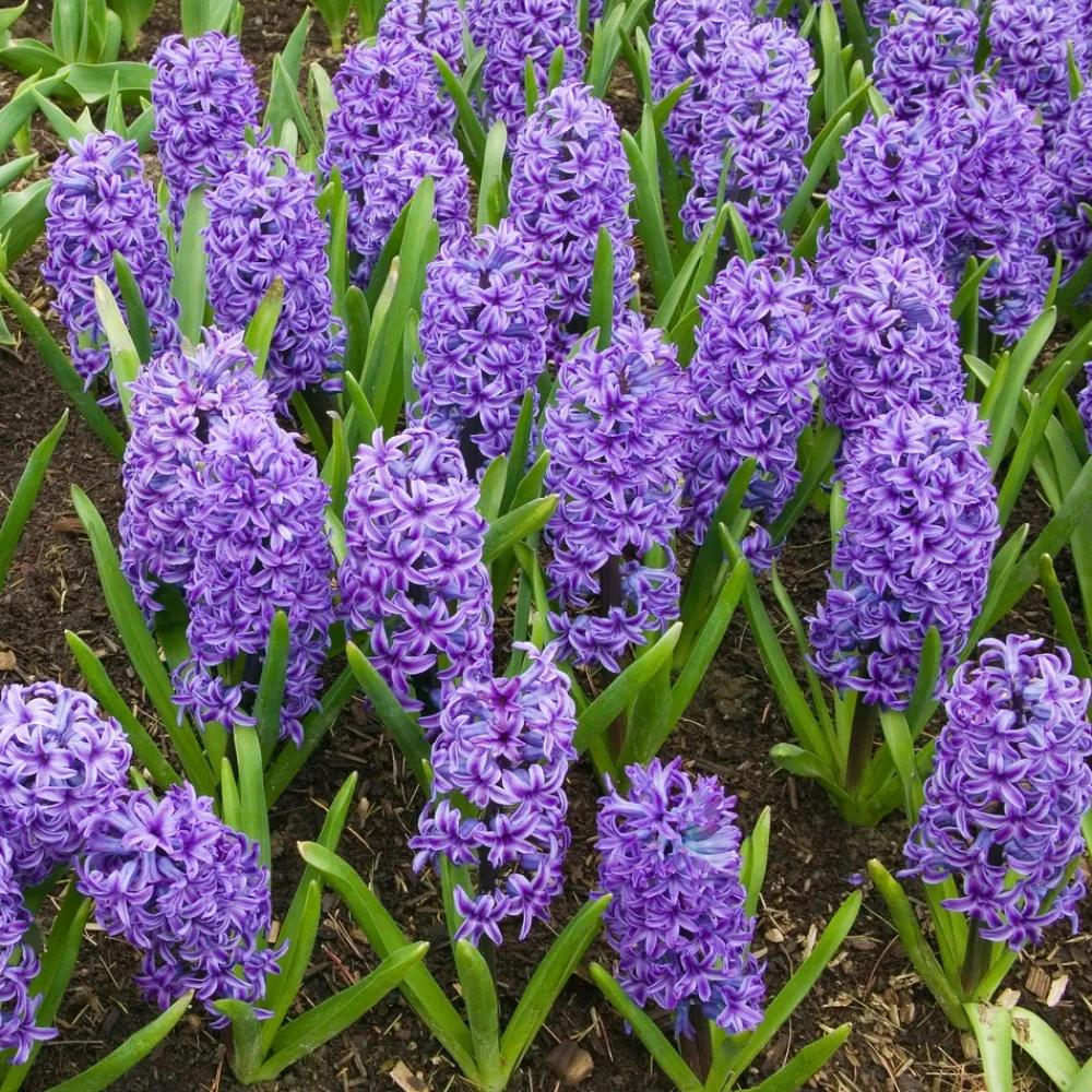 Willemse France - Jacinthe blue jacket - le sachet de 3 bulbes / circonference 15-16cm, vendu par lot de 4