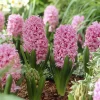 Willemse France - Jacinthe pink pearl - le sachet de 3 bulbes / circonference 15-16cm, vendu par lot de 4 Online