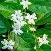 Willemse France - Jasmin d'arabie - le pot / ø 11cm / hauteur livrée 10-15cm New