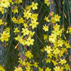 Willemse France Plantes Grimpantes | - Jasmin d'hiver - le pot / 2l / hauteur livrée 30-40cm, vendu par lot de 2