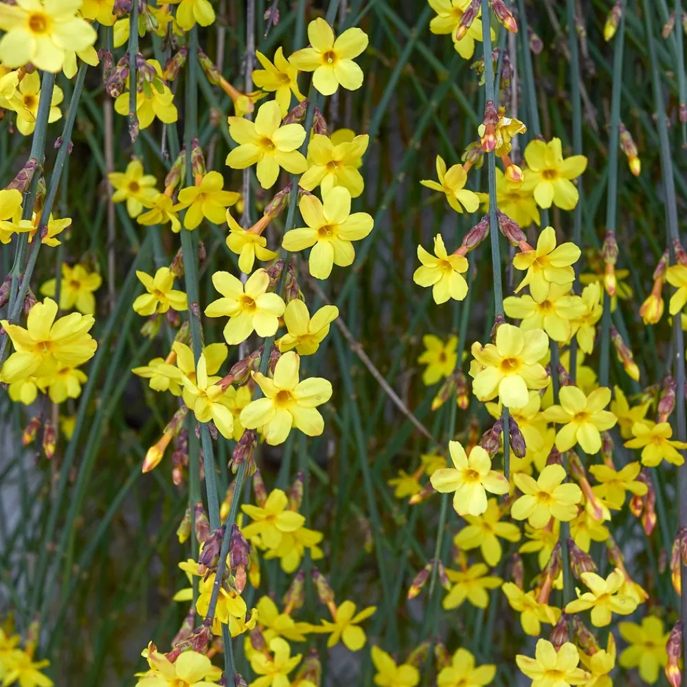 Willemse France Plantes Grimpantes | - Jasmin d'hiver - le pot / 2l / hauteur livrée 30-40cm, vendu par lot de 2