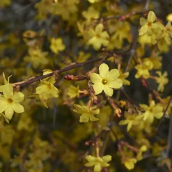 Willemse France Plantes Grimpantes | - Jasmin d'hiver - le pot / 2l / hauteur livrée 30-40cm, vendu par lot de 2