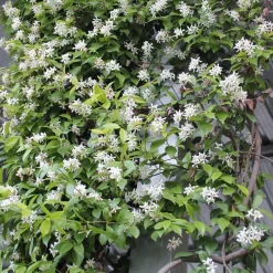 Willemse France - Jasmin étoilé - le pot / ø 9cm, vendu par lot de 2 Online