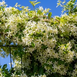 Willemse France Plantes Grimpantes | - Jasmin étoilé - le pot / 2l / hauteur livrée 40-50cm, vendu par lot de 2