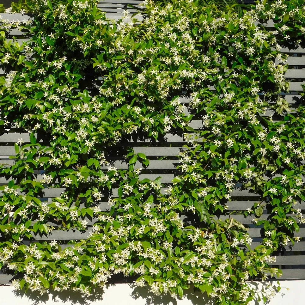Willemse France Plantes Grimpantes | - Jasmin étoilé - le pot / 2l / hauteur livrée 40-50cm, vendu par lot de 2