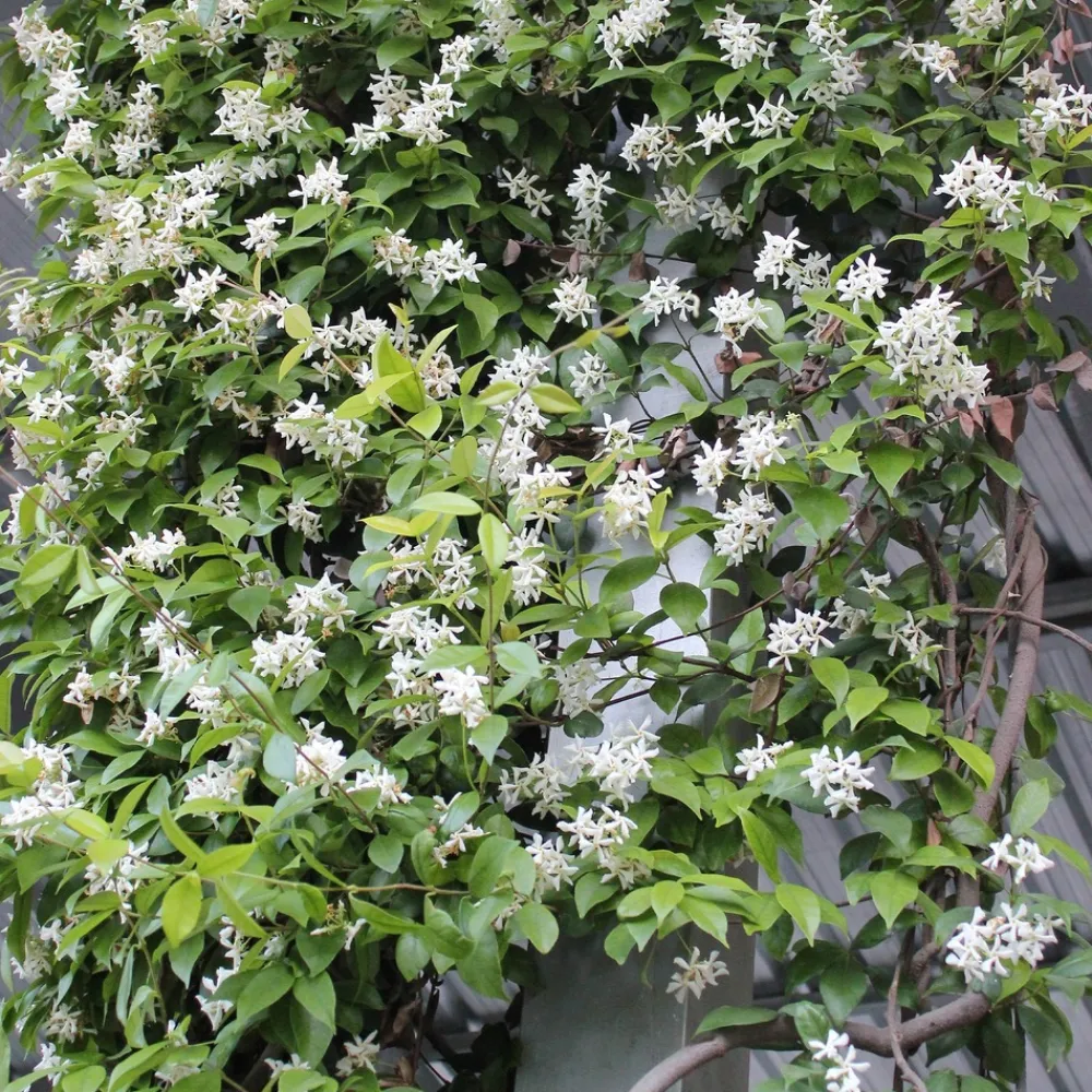 Willemse France Plantes Grimpantes | - Jasmin étoilé - le pot / 2l / hauteur livrée 40-50cm, vendu par lot de 2