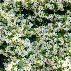 Willemse France Plantes Grimpantes | - Jasmin étoilé - le pot / ø 9cm