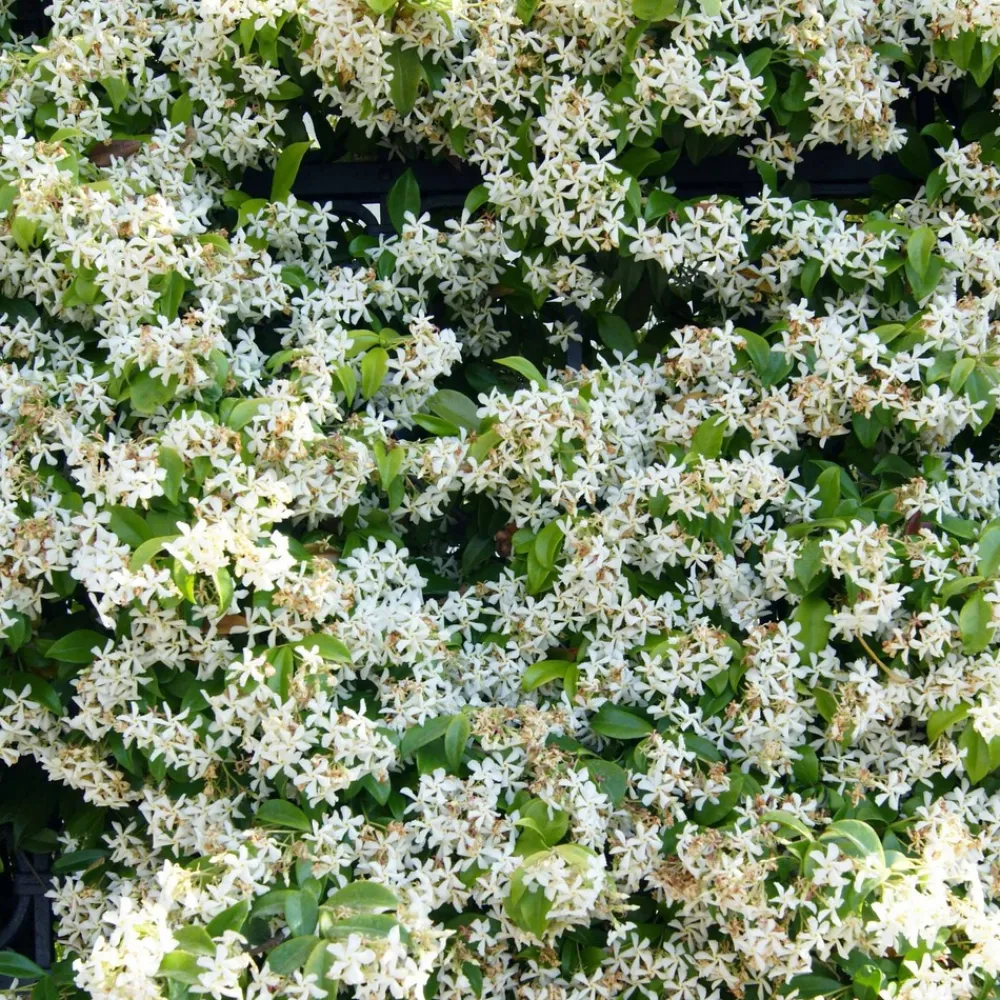 Willemse France Plantes Grimpantes | - Jasmin étoilé - le pot / ø 9cm