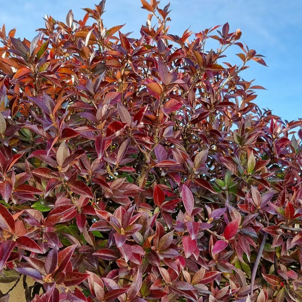 Willemse France - Jasmin étoilé winter ruby® - le pot / 1,5l / hauteur livrée 20-60cm Hot