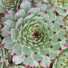 Willemse France - Joubarbe - chick charms ® mint marvel - sempervivum - le pot / ø 9cm, vendu par lot de 2 New