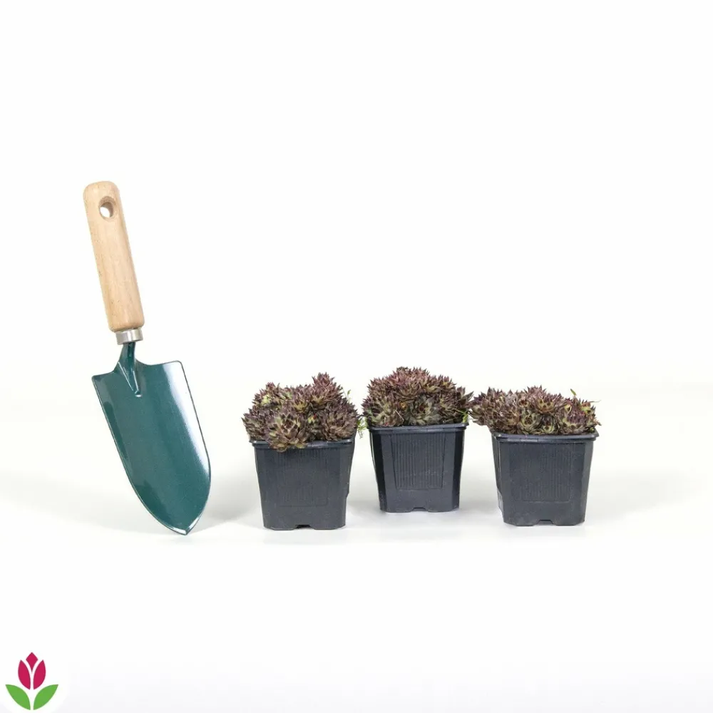 Willemse France - Joubarbe - chick charms ® mint marvel - sempervivum - le pot / ø 9cm, vendu par lot de 2 New