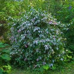 Willemse France Petits Fruits | - Kiwi arctique - le pot / ø 15cm / hauteur livrée 50-60cm