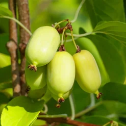 Willemse France Petits Fruits | - Kiwi arctique - le pot / ø 15cm / hauteur livrée 50-60cm