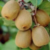 Willemse France Fruitiers Et Agrumes | - Kiwi autofertile solissimo renact - le pot / 1l / hauteur livrée 20-40cm, vendu par lot de 2
