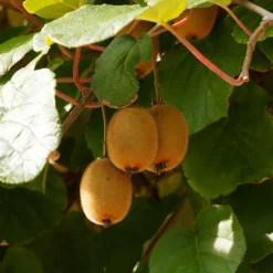 Willemse France Fruitiers Et Agrumes | - Kiwi autofertile solissimo renact - le pot / 1l / hauteur livrée 20-40cm, vendu par lot de 2