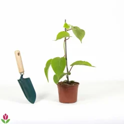 Willemse France Fruitiers Et Agrumes | - Kiwi autofertile solissimo renact - le pot / 1l / hauteur livrée 20-40cm, vendu par lot de 2