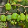 Willemse France - Kiwi issai - le pot / ø 9cm Online