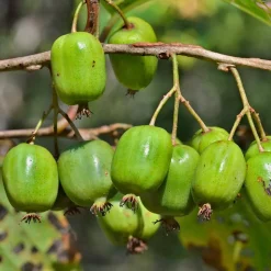 Willemse France - Kiwi issai - le pot / ø 9cm Online