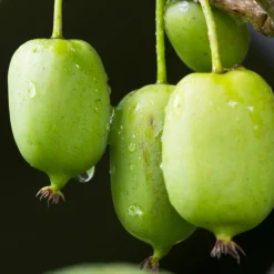 Willemse France - Kiwi issai - le pot / ø 9cm Online