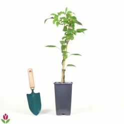 Willemse France - Kiwi issai - le pot / ø 9cm Online