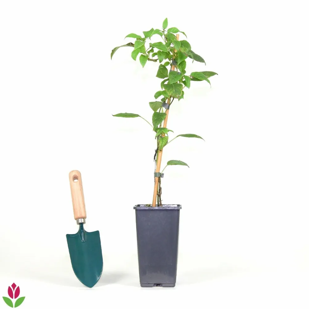 Willemse France - Kiwi issai - le pot / ø 9cm Online