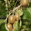 Willemse France Fruitiers Et Agrumes | - Kiwi jenny - le pot / 2l / hauteur livrée 40-50cm.