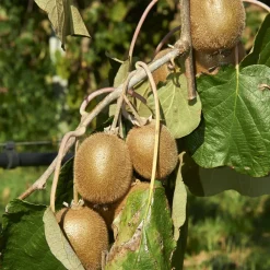 Willemse France Fruitiers Et Agrumes | - Kiwi jenny - le pot / 2l / hauteur livrée 40-50cm.