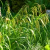 Willemse France Plantes Vivaces | - Laîche pendante - carex - le pot / ø 9cm, vendu par lot de 2