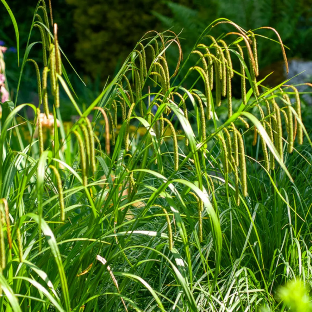 Willemse France Plantes Vivaces | - Laîche pendante - carex - le pot / ø 9cm, vendu par lot de 2