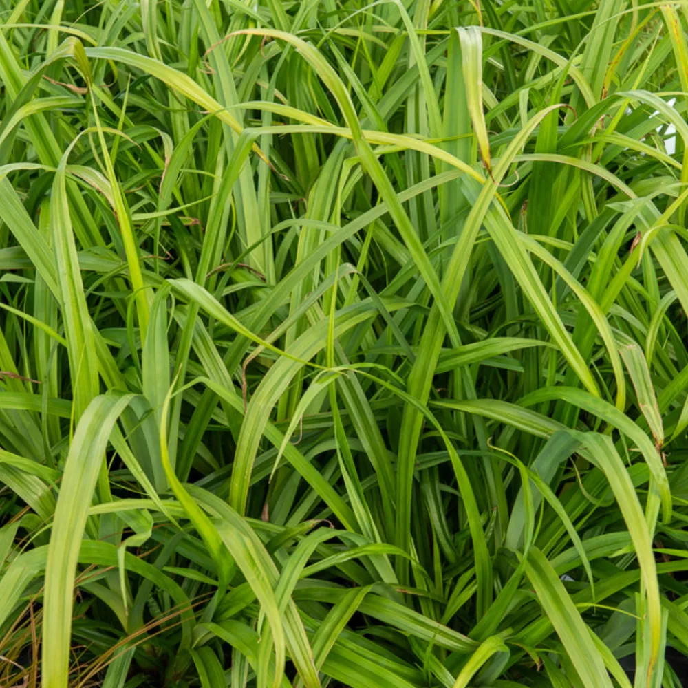 Willemse France Plantes Vivaces | - Laîche pendante - carex - le pot / ø 9cm, vendu par lot de 2
