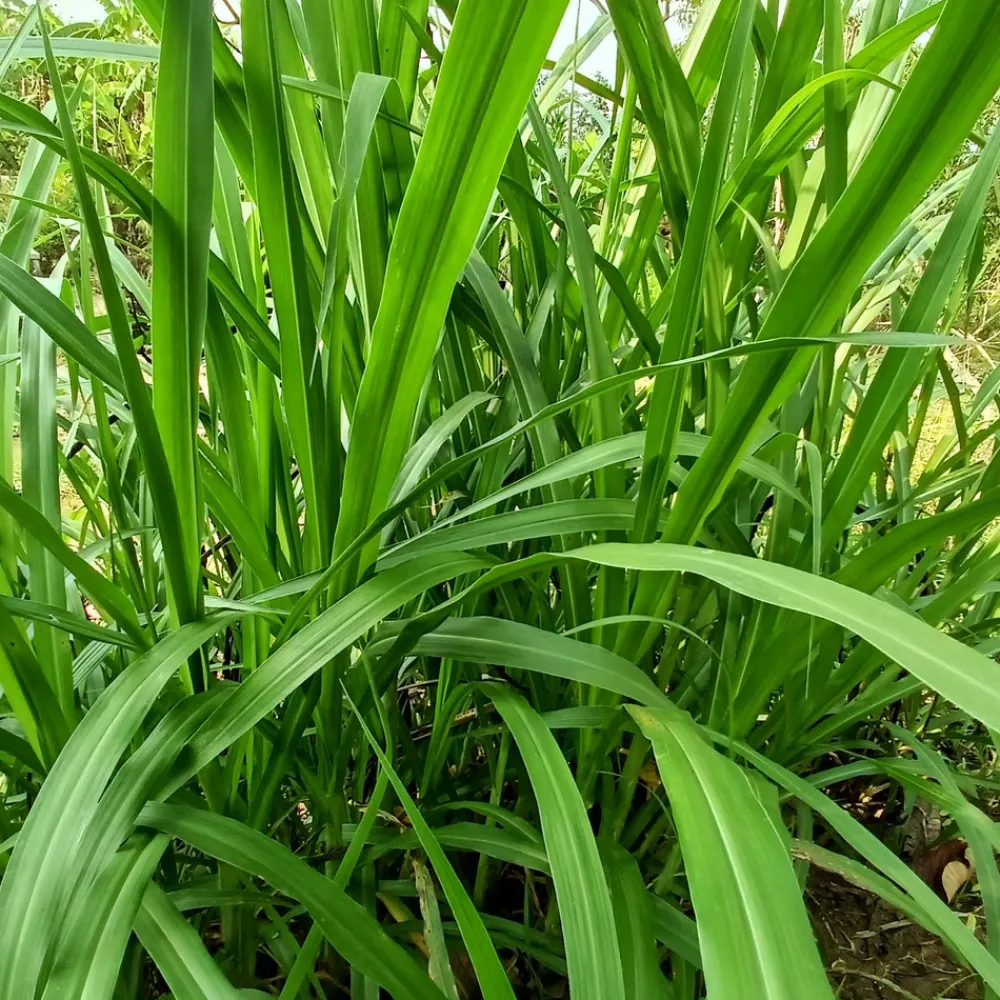 Willemse France Plantes Vivaces | - Laîche pendante - carex - le pot / ø 9cm, vendu par lot de 2