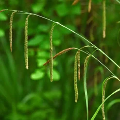 Willemse France Plantes Vivaces | - Laîche pendante - carex - le pot / ø 9cm, vendu par lot de 2