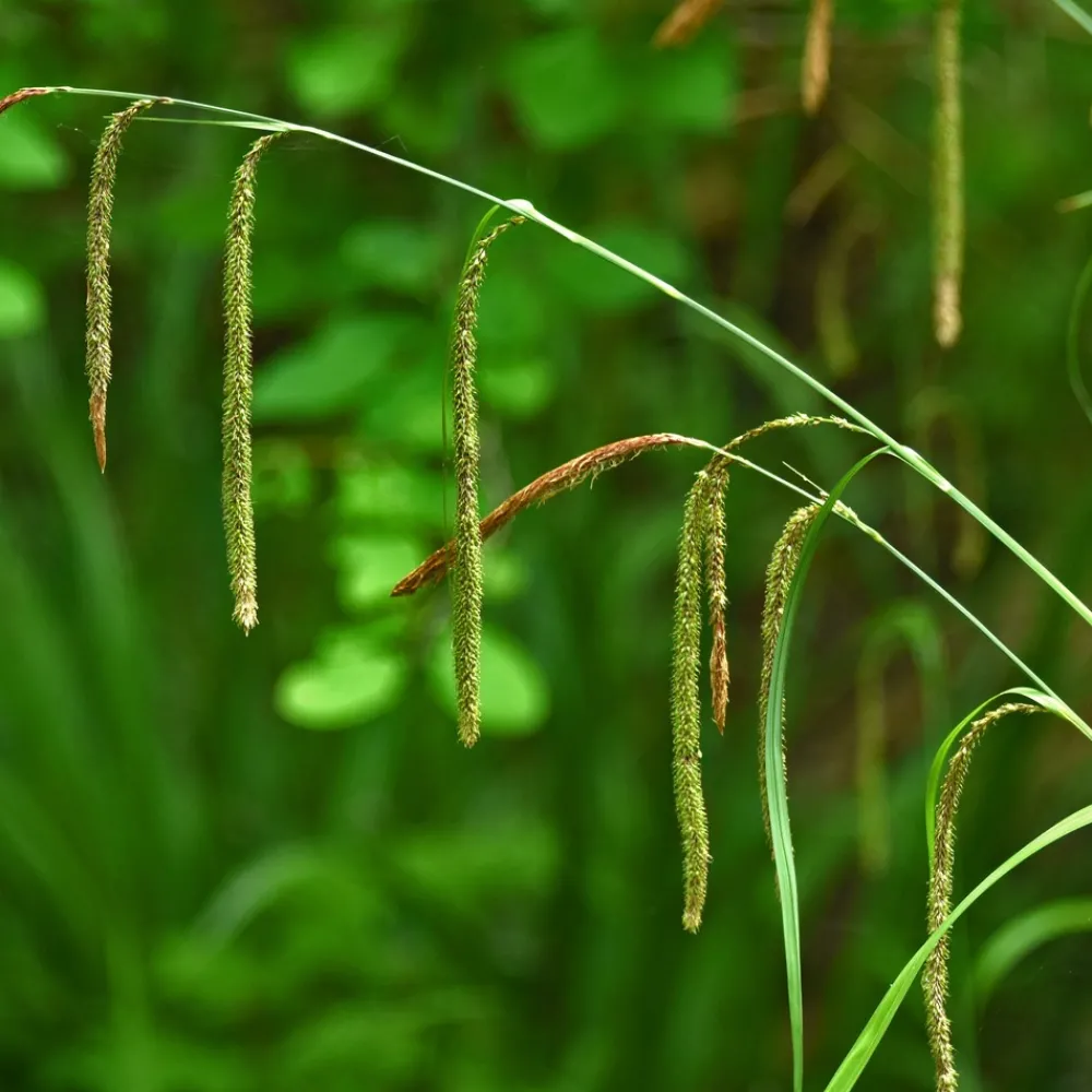 Willemse France Plantes Vivaces | - Laîche pendante - carex - le pot / ø 9cm, vendu par lot de 2