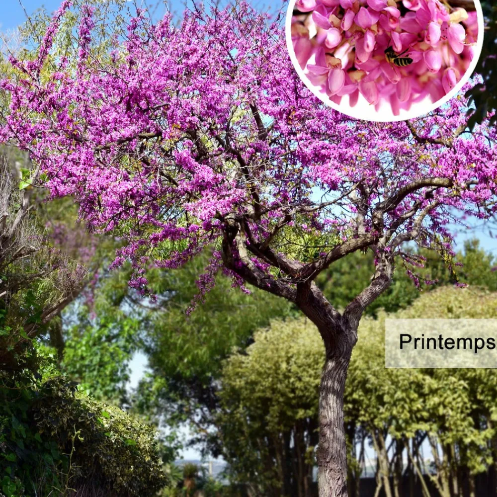 Willemse France - L'arbre de judée - le pot / ø 9cm / hauteur livrée 70-80cm, vendu par lot de 2 Best