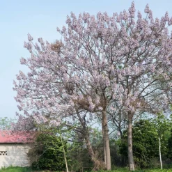 Willemse France - L'arbre impérial - paulownia - le pot / 2l / hauteur livrée 35-50cm, vendu par lot de 2 Discount