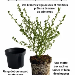 Willemse France - Laurier-cerise etna - le pot / 1.5l / hauteur livrée 30-40cm, vendu par lot de 2 Discount
