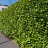 Willemse France Arbres Et Arbustes | - Laurier cerise - le pot / ø 9cm / hauteur livrée 30-40cm, vendu par lot de 4