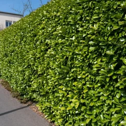 Willemse France Arbres Et Arbustes | - Laurier cerise - le pot / ø 9cm / hauteur livrée 30-40cm, vendu par lot de 4