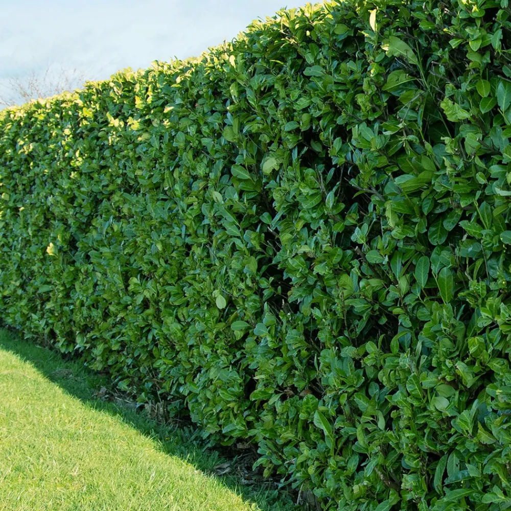 Willemse France Arbres Et Arbustes | - Laurier cerise - le pot / ø 9cm / hauteur livrée 30-40cm, vendu par lot de 4
