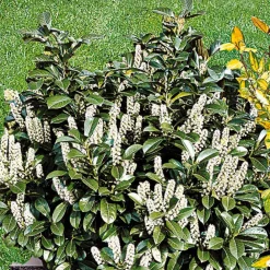 Willemse France Arbres Et Arbustes | - Laurier cerise - le pot / ø 9cm / hauteur livrée 30-40cm, vendu par lot de 4
