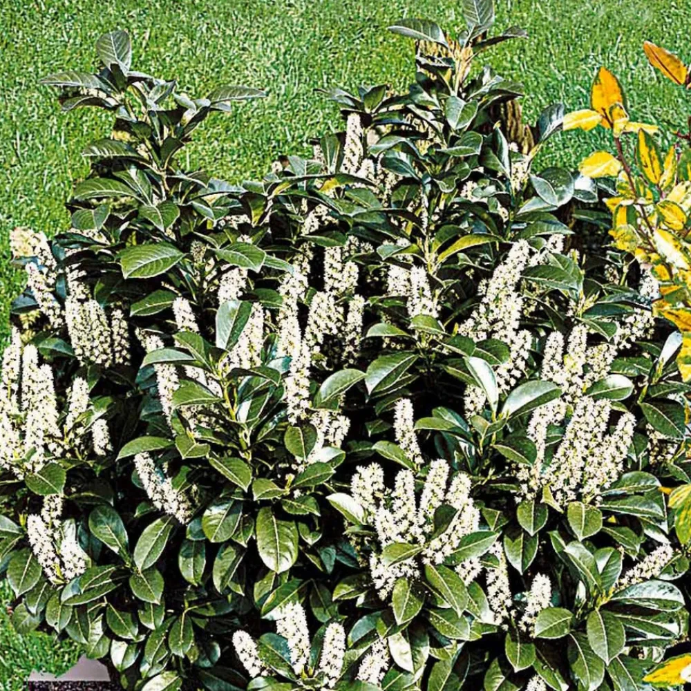 Willemse France Arbres Et Arbustes | - Laurier cerise - le pot / ø 9cm / hauteur livrée 30-40cm, vendu par lot de 4