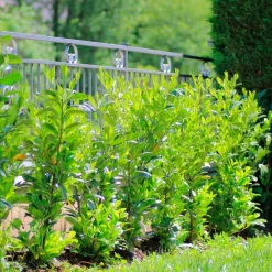 Willemse France Arbres Et Arbustes | - Laurier cerise - le pot / ø 9cm / hauteur livrée 30-40cm, vendu par lot de 4