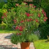 Willemse France Arbres Et Arbustes | - Laurier-rose rouge - le pot / ø 10cm / hauteur livrée 20-25cm, vendu par lot de 2