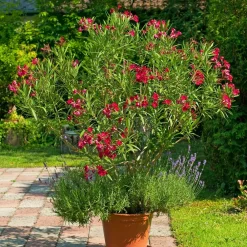 Willemse France Arbres Et Arbustes | - Laurier-rose rouge - le pot / ø 10cm / hauteur livrée 20-25cm, vendu par lot de 2