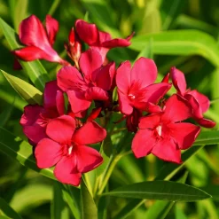 Willemse France Arbres Et Arbustes | - Laurier-rose rouge - le pot / ø 10cm / hauteur livrée 20-25cm, vendu par lot de 2