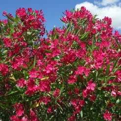 Willemse France Arbres Et Arbustes | - Laurier-rose rouge - le pot / ø 10cm / hauteur livrée 20-25cm, vendu par lot de 2